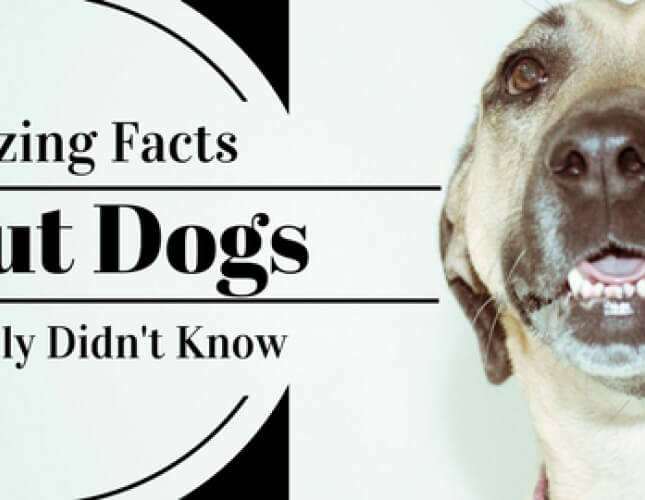 23 Amazing Facts About Dogs You Probably Didn't Know